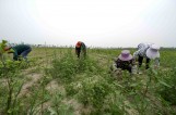 【视觉泰州】泰州蔡庄积极打造特色田园乡村建设